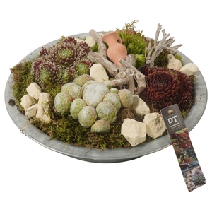 PTS7332 Arrangement Sempervivum in metalen schaal