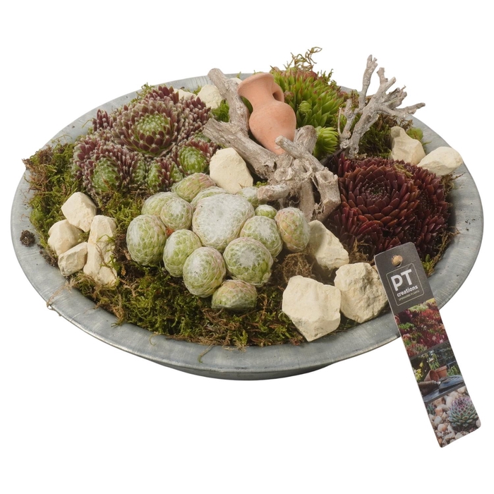 <h4>PTS7332 Arrangement Sempervivum in metalen schaal</h4>