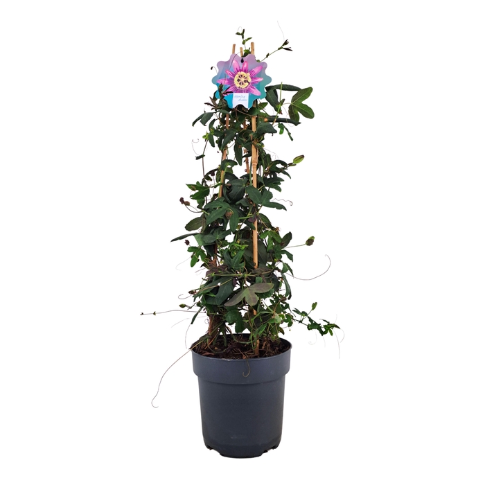 <h4>Passiflora Amethyst piramide p17</h4>
