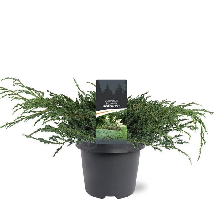 <h4>Juniperus squamata Blue Carpet</h4>