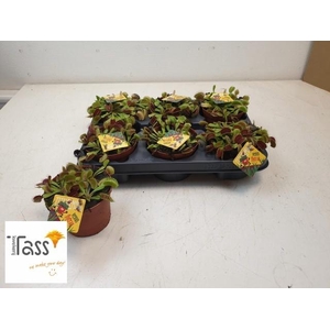 DIONAEA MUSCIPULA