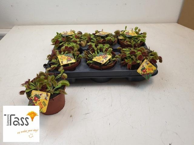 <h4>DIONAEA MUSCIPULA</h4>