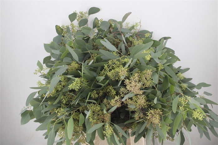 <h4>Euca Populus Berry 300gr P Bunch</h4>