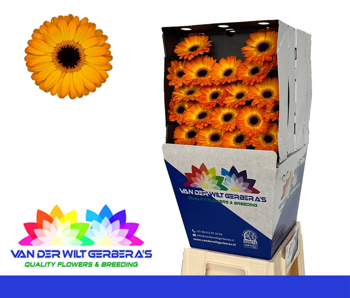 <h4>Germini Solero Diamond</h4>