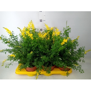 Genista spachiana
