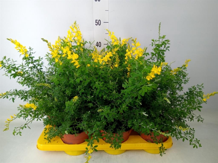 <h4>Genista spachiana</h4>