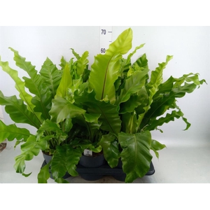 Asplenium nidus