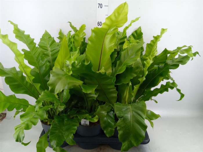 Asplenium nidus