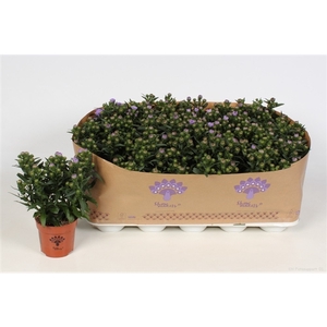 Aster Showmakers lavender