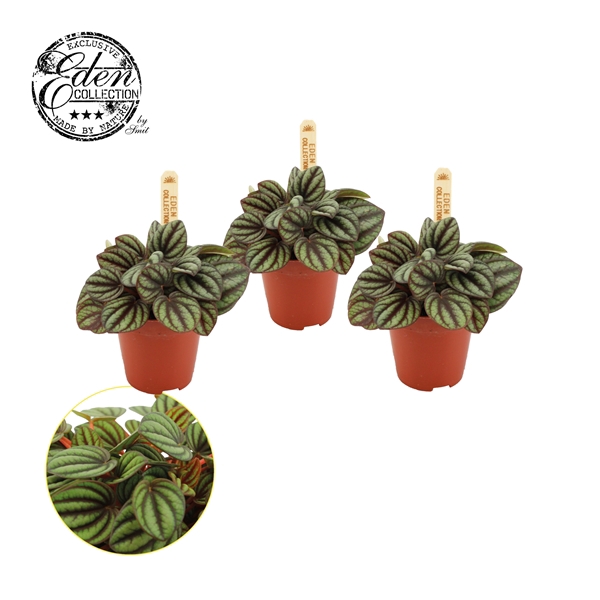 <h4>Peperomia Piccolo Banda 5,5cm</h4>