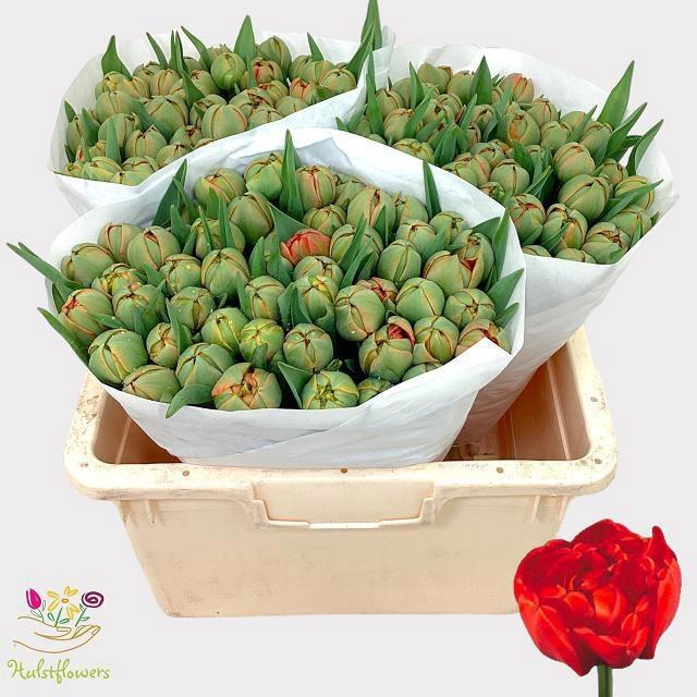 <h4>TU DU MIRANDA</h4>