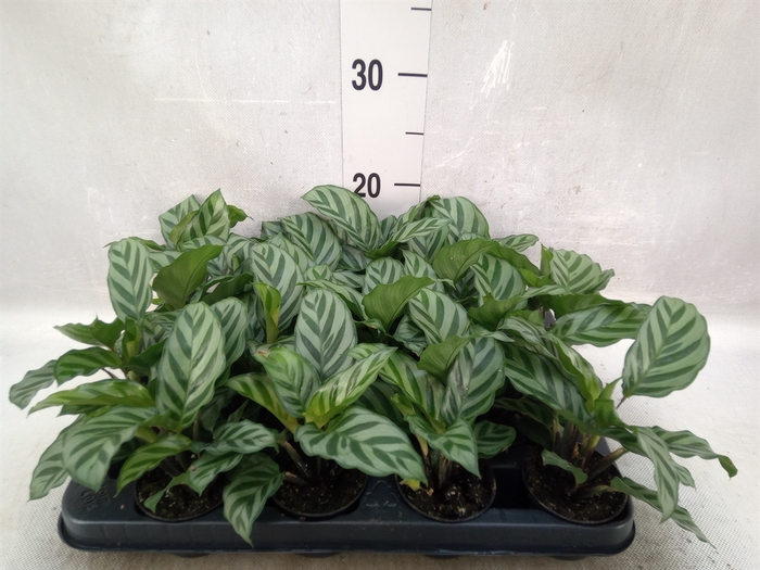 Calathea  'Freddie'