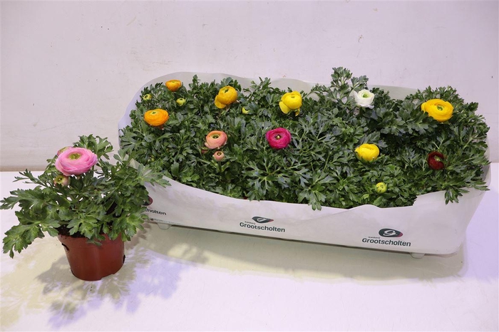 <h4>Ranun Sprink Dw Gem</h4>