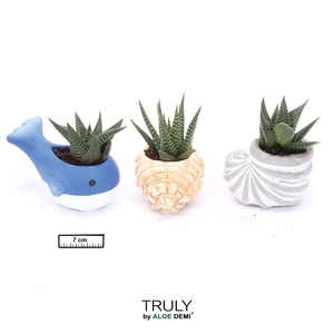 Succulents ...