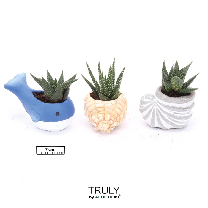 Succulents ...