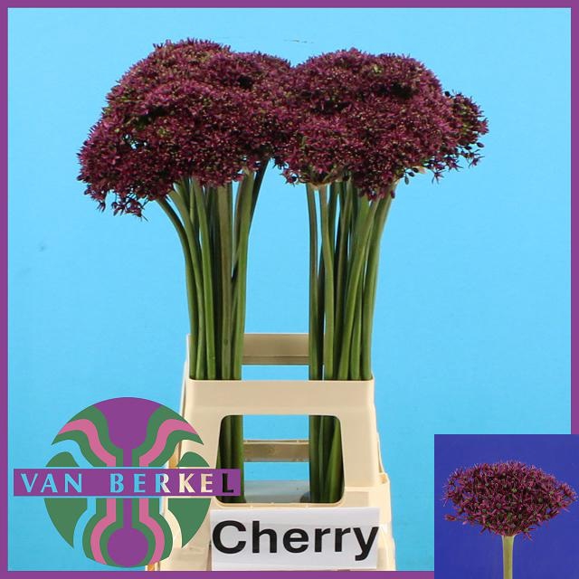 <h4>ALLIUM CHERRY</h4>