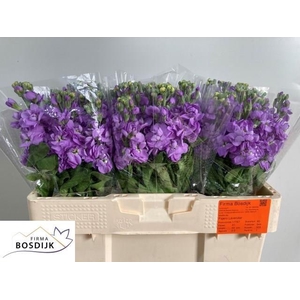 Matth Figaro Lavende