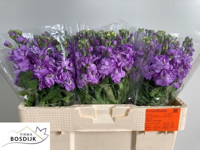 <h4>Matth Figaro Lavende</h4>