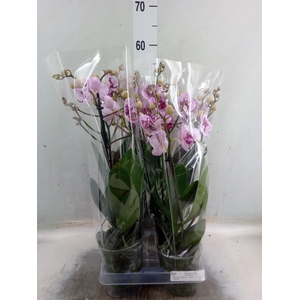 Phalaenopsis  'Rembrandt'