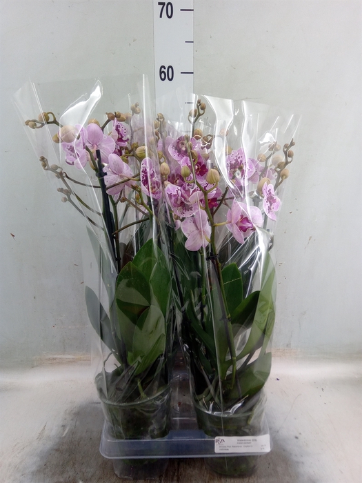 <h4>Phalaenopsis  'Rembrandt'</h4>