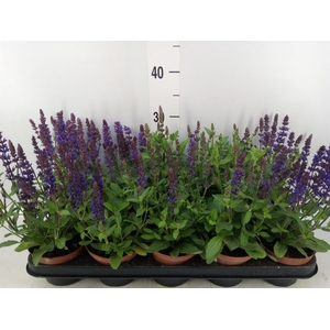 Salvia nemorosa