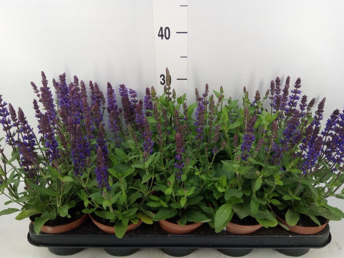 <h4>Salvia nemorosa</h4>