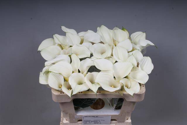 <h4>Zantedeschia captain ventura pink glow</h4>
