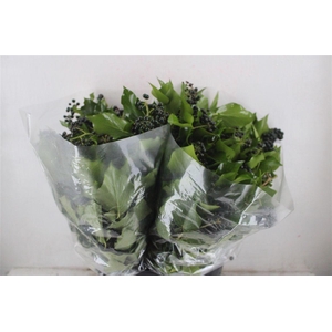 Hedera Berry 200gr P Bunch