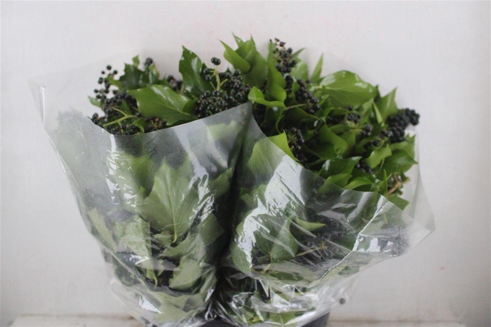<h4>Hedera Berry 200gr P Bunch</h4>