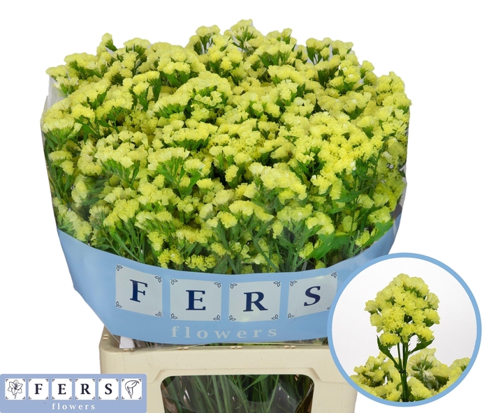 <h4>LIM S GLOSSY WINGS</h4>