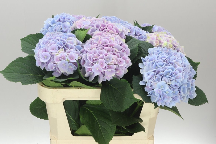 <h4>Hyd Blue Cloud</h4>
