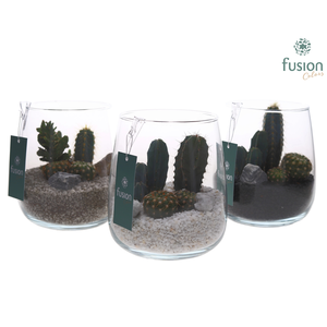 Glazen vaas met Cactussen