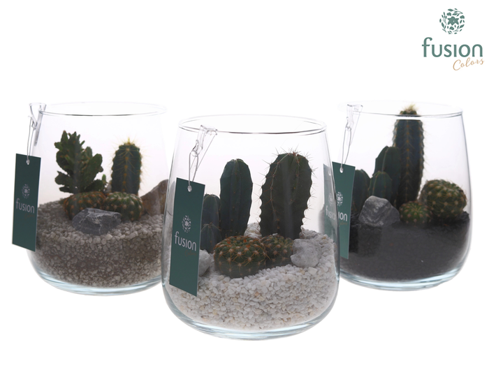 <h4>Glazen vaas met Cactussen</h4>