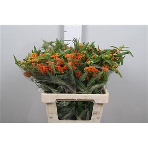 Ascl Tuberosa
