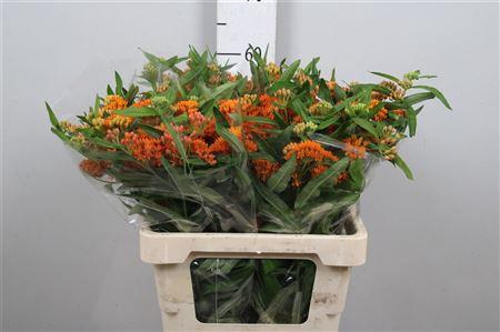 <h4>Ascl Tuberosa</h4>