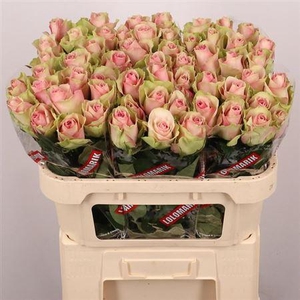 R Gr Belle Rose