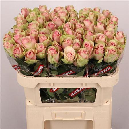 <h4>R Gr Belle Rose</h4>