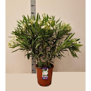 NERI OLEANDER