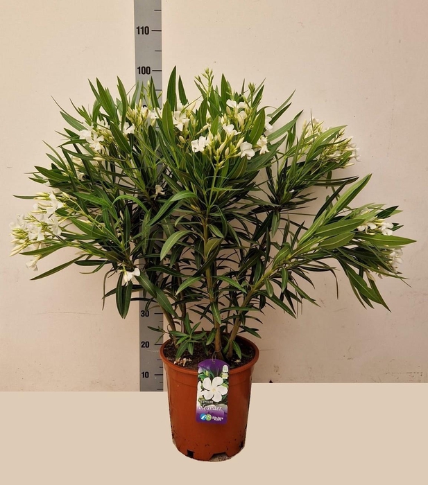 <h4>NERI OLEANDER</h4>