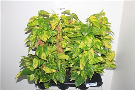 <h4>Epipr Mosstok 6 Stekken 50cm Mos</h4>