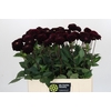 Dahlia Dark Prince