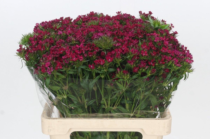 <h4>Dianthus Br Amazon Neon Cherry</h4>