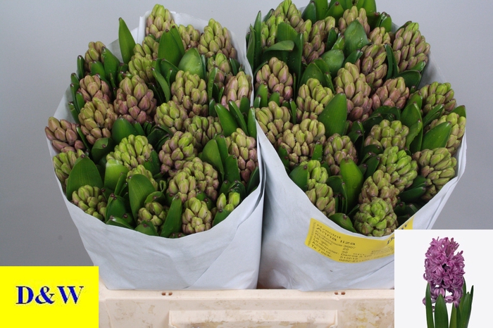 <h4>HYAC ANNA LIZA</h4>