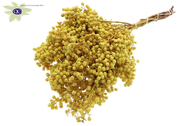 <h4>Pepperberries per bunch in poly yellow</h4>