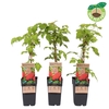 Rubus idaeus Malling Promise