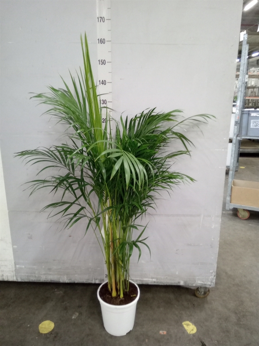 <h4>Dypsis lutescens   ...Chrysalidoca</h4>