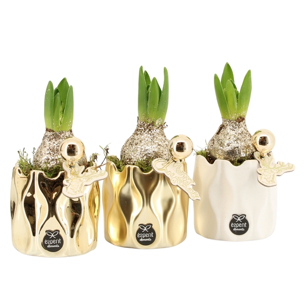 <h4>Arrangementen kamerplanten 6%</h4>