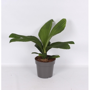 Palmata Jungle Drum 19cm