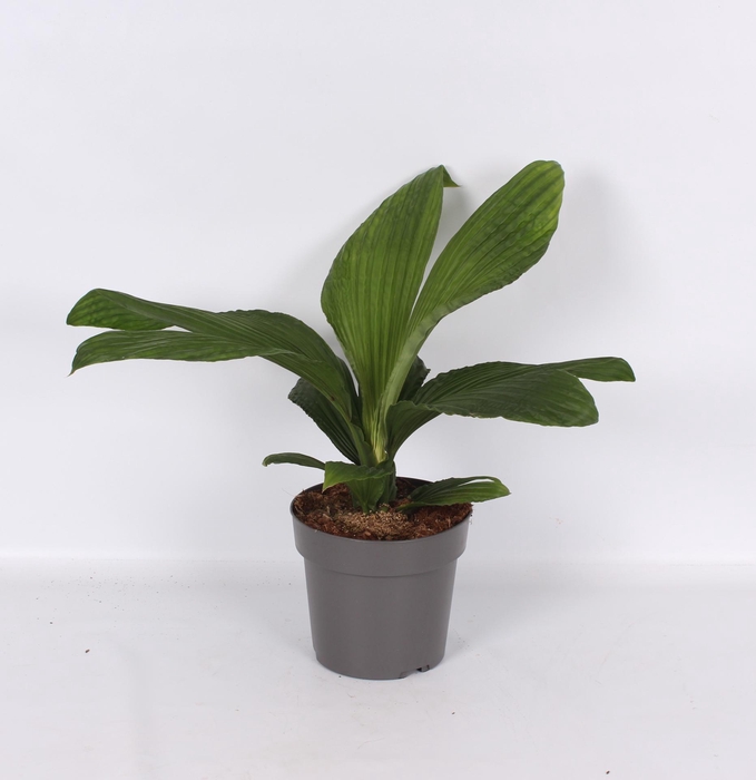 <h4>Palmata Jungle Drum 19cm</h4>