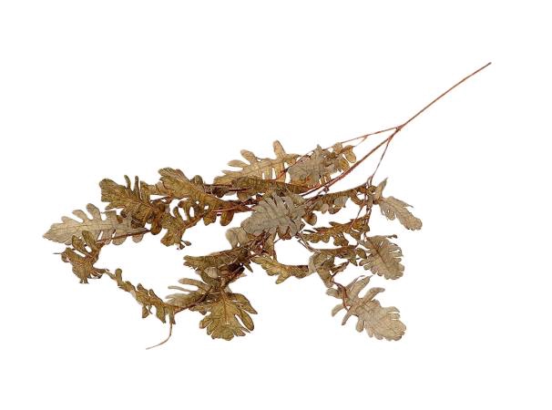 Branch Leaf Persian L105